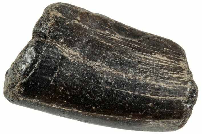 Rare, Fossil Theropod (Neovenator) Tooth - England #316988